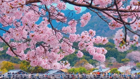 Japan Kyoto Arashiyama + Sanzenin Temple + Arashiyama Sagano Sightseeing Train