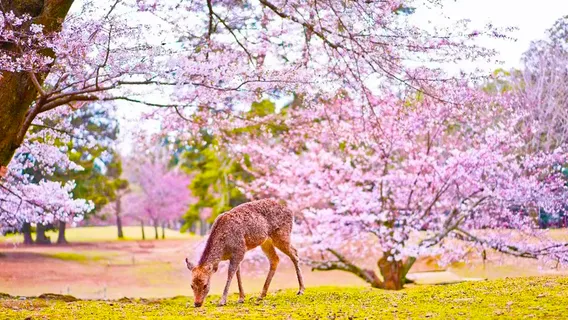 Discover Nara & Fushimi Inari from Osaka