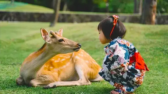 Discover Nara & Fushimi Inari from Osaka