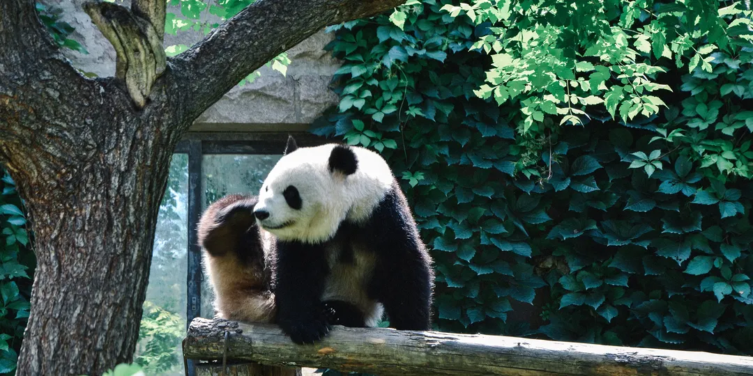 Beijing Panda House and Mutianyu Great Wall Full
