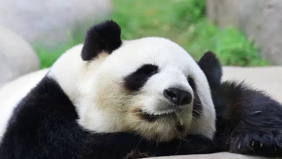 Beijing Panda House and Mutianyu Great Wall Full