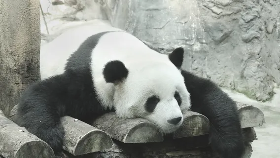 Beijing Panda House and Mutianyu Great Wall Full