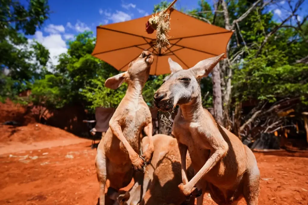 Bangkok Safari World Day Tour with Private Charter